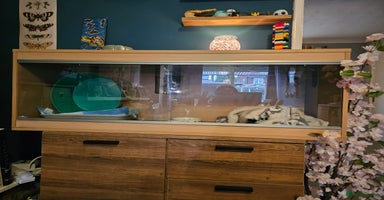 Pygmy Hedgehog rodents - Advert 8