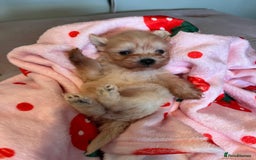 Maltipoo dogs for sale: Tea cup/ pocket puppy Maltipoo girl 🩷 - Image 5