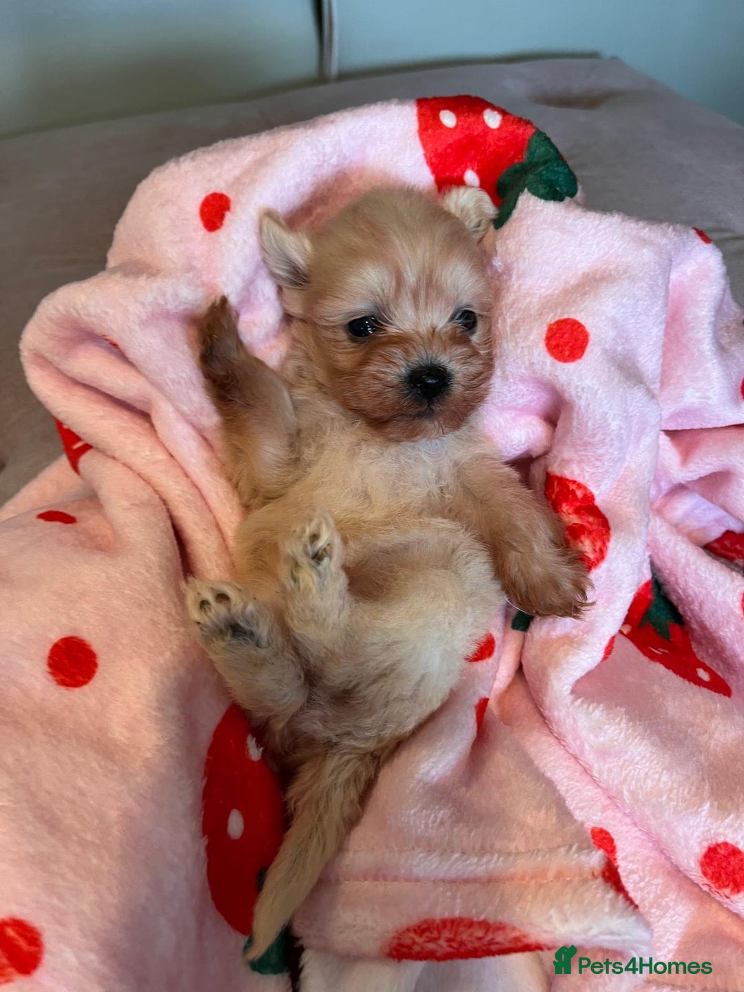 Maltipoo dogs for sale: Tea cup/ pocket puppy Maltipoo girl 🩷 - Image 5