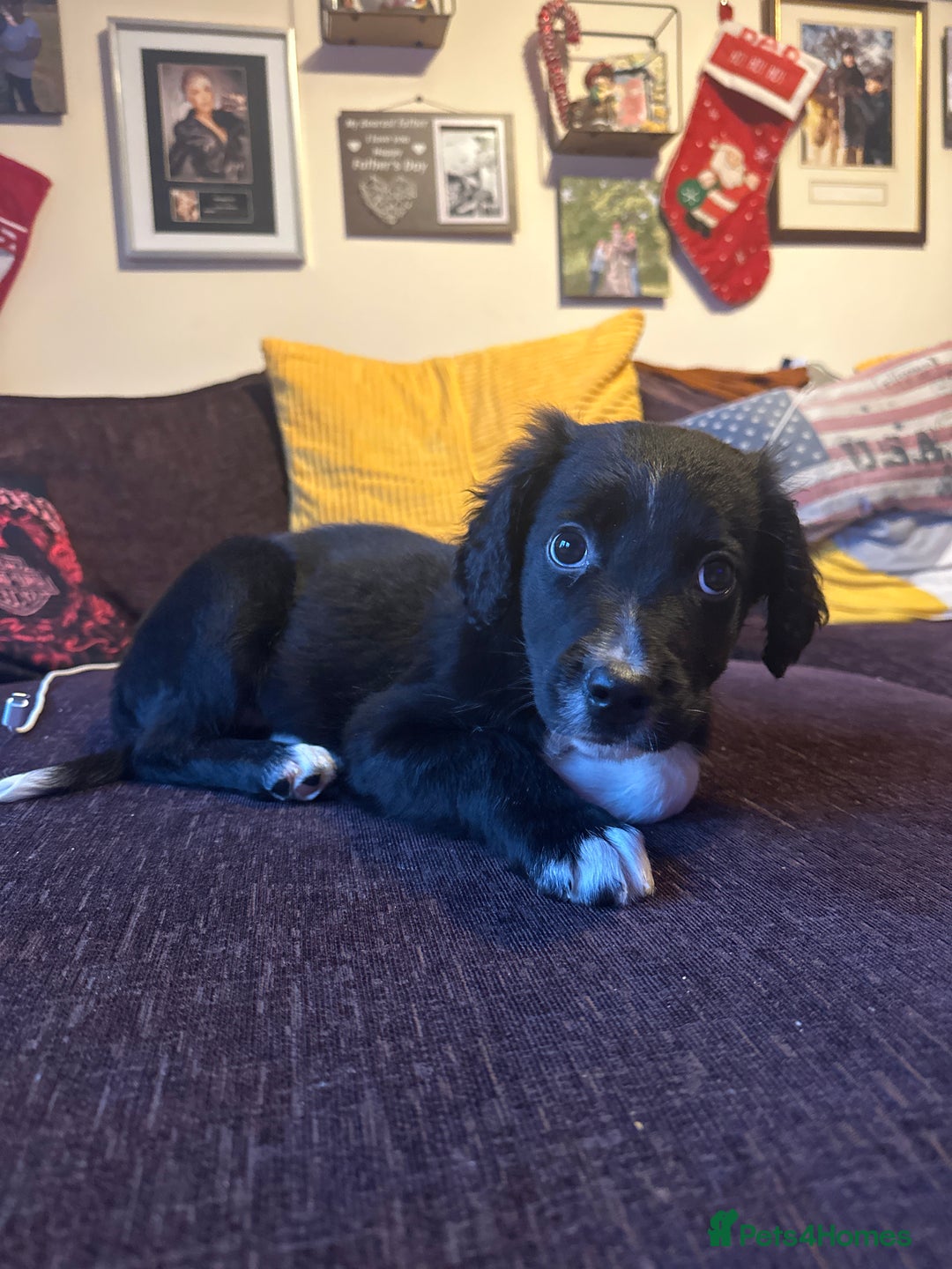 Mixed Breed dogs for sale: Cocker spaniel cross border collie male  - Advert 2