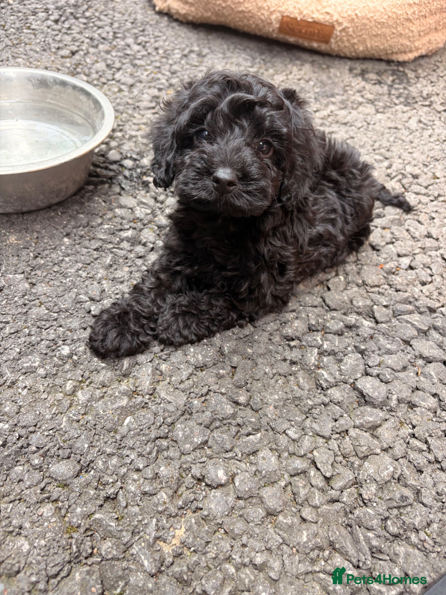 Cockapoo dogs 2 left Beautiful F1 cockapoo puppys - Advert 1