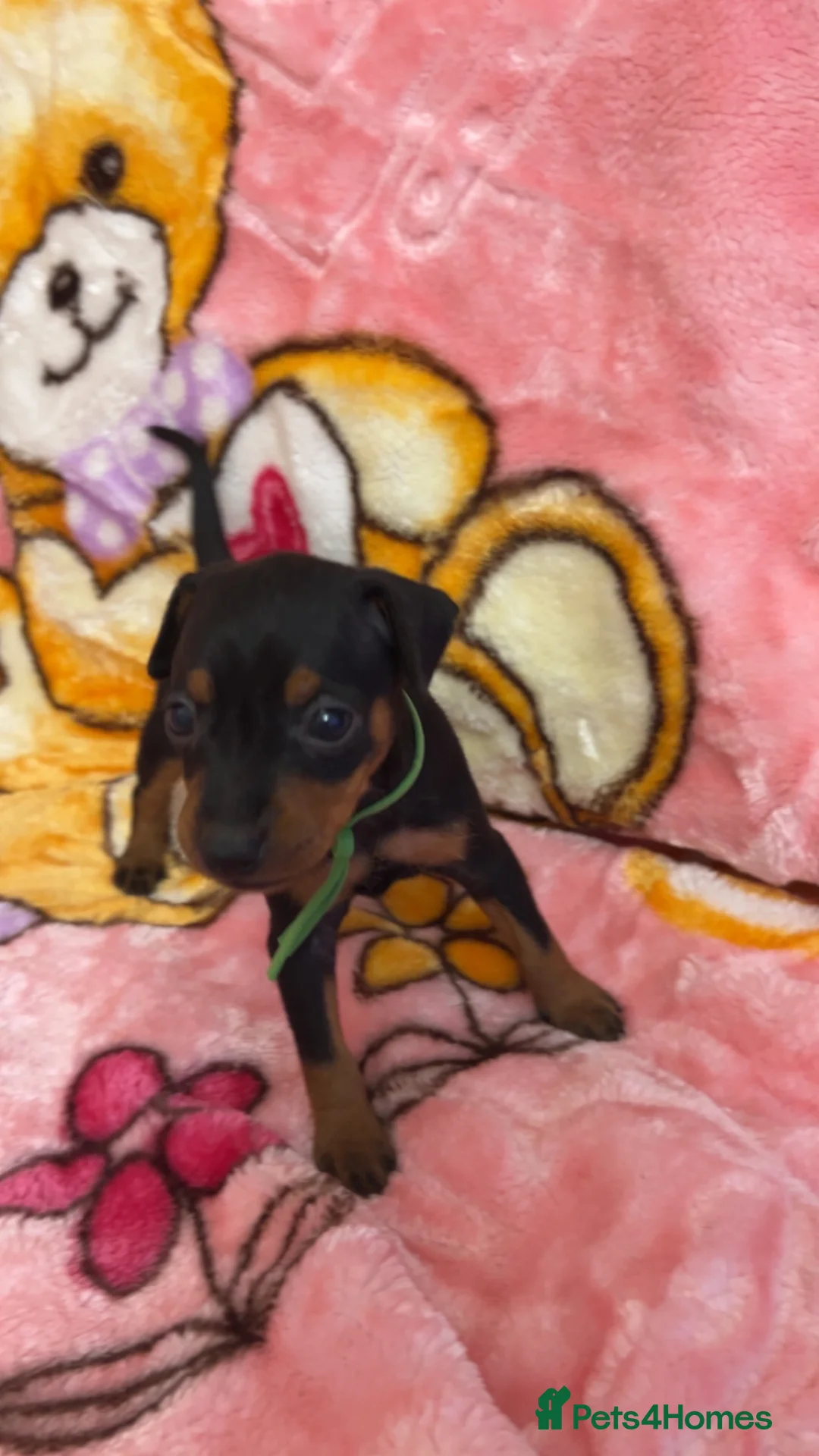 Miniature Pinscher dogs for sale: 5 beautiful pinscher babies  - Advert 6
