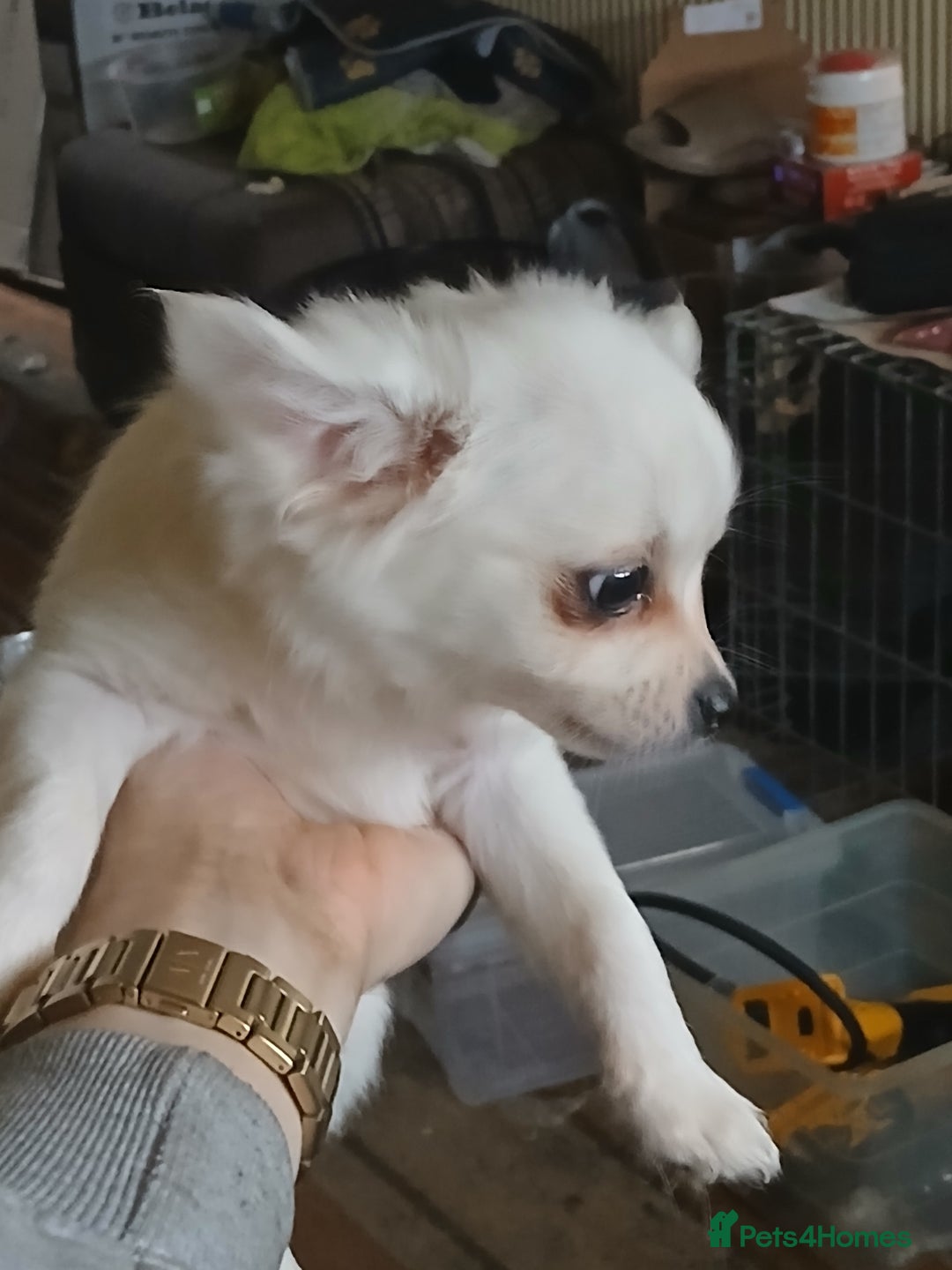 Chihuahua dogs for sale: Chihuahua puppies - Image 3