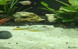 Pufferfish fish for sale: Fahaka puffer fish  - Image 4