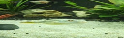 Pufferfish fish for sale: Fahaka puffer fish  - Advert 4