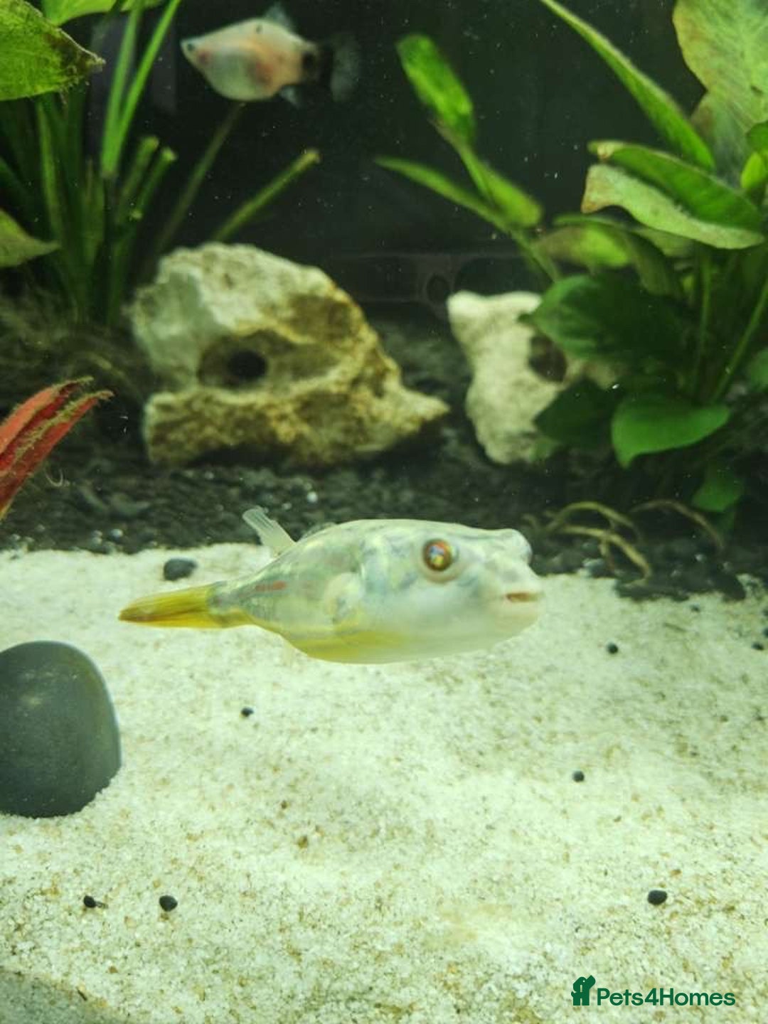 Pufferfish fish for sale: Fahaka puffer fish  - Image 4