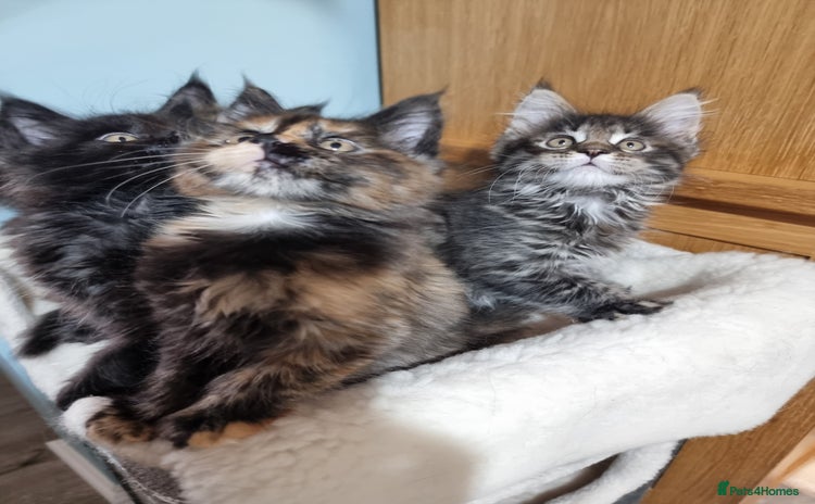 Maine Coon cats - Advert 3