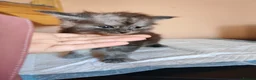 Maine Coon cats for sale: Pure Maine coons kittens ❤️❤️  - Advert 24