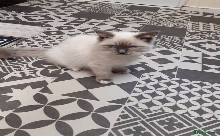 Ragdoll cats Ragdoll  - Advert 1