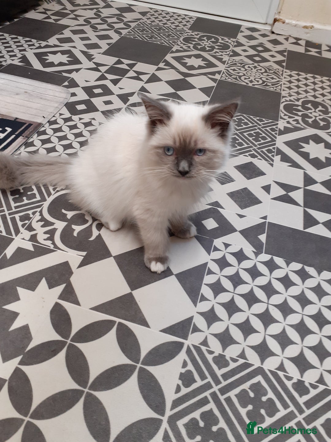 Ragdoll cats for sale: Ragdoll  - Advert 1