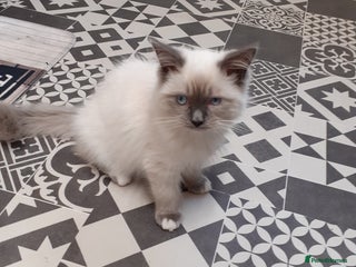 Ragdoll cats Ragdoll - Advert 14