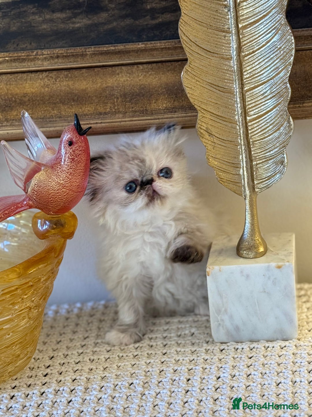 Persian cats for sale: Stunning TICA Blue Eye Persian Babies  - Advert 4