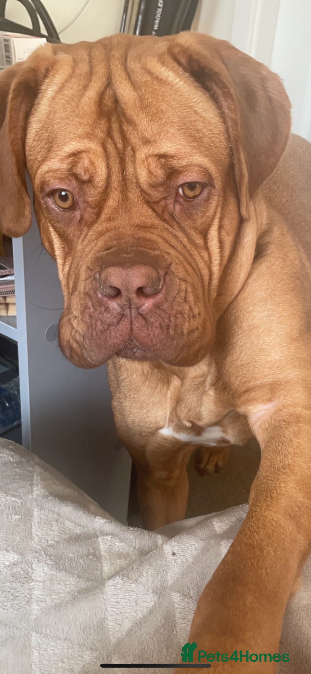 Dogue De Bordeaux dogs for sale: Dougue de bordeaux - Image 4