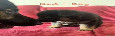 Red Collar Boy - Nickname Hector