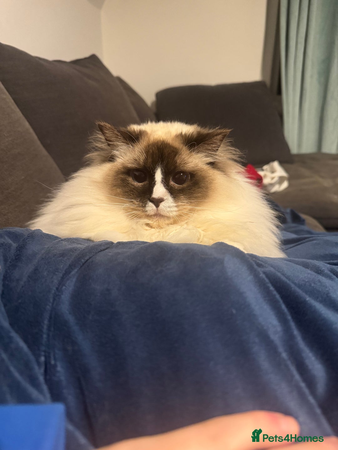 Ragdoll cats for sale: Pickle - Advert 2