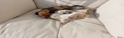 Dachshund dogs for sale: Dachshund puppies in Kettering - Advert 10