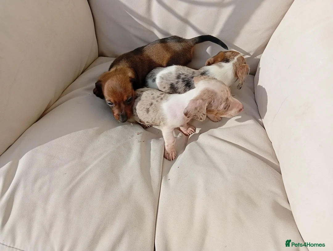 Dachshund dogs for sale: Dachshund puppies in Kettering - Advert 10