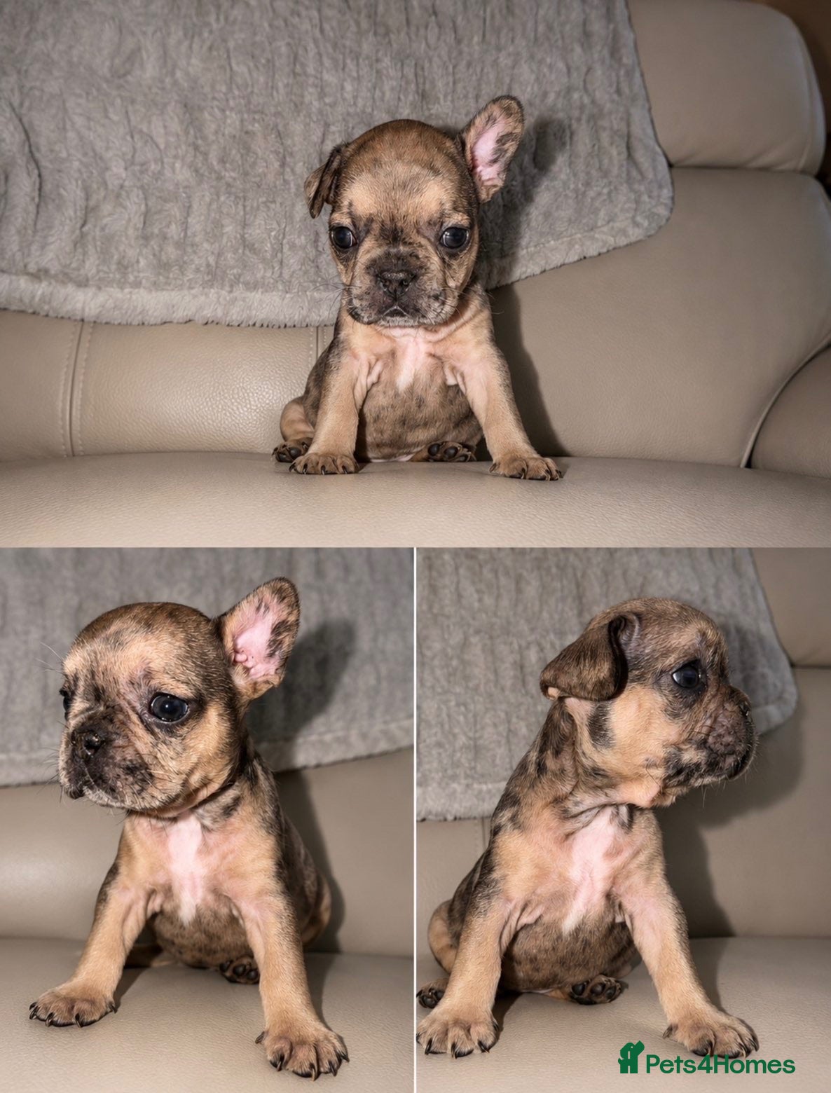 French Bulldog dogs French bulldog  - Advert 16