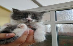 British Longhair cats for sale: British long haired  - Image 18