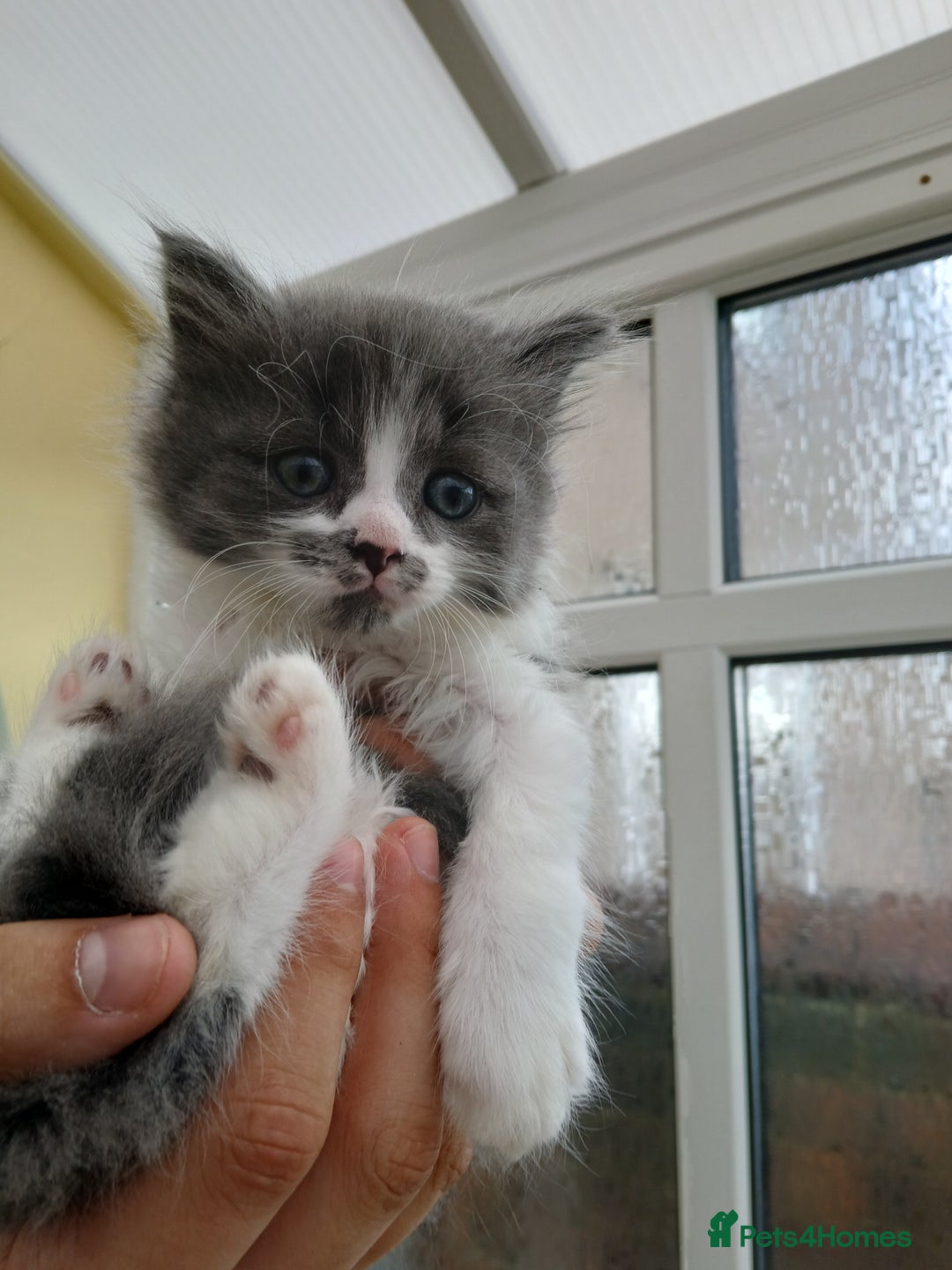 British Longhair cats for sale: British long haired  - Image 18