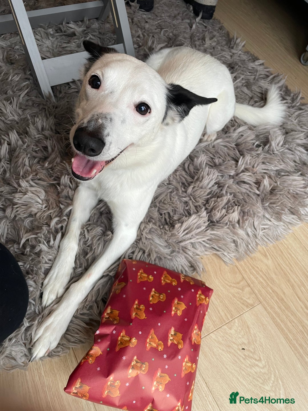 Border Collie dogs for sale: Koda is looking for her new home - Advert 2