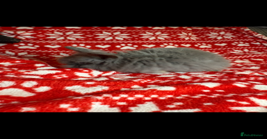 Mini Lop rabbits - Advert 1