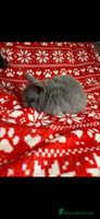 Mini Lop rabbits - Advert 7