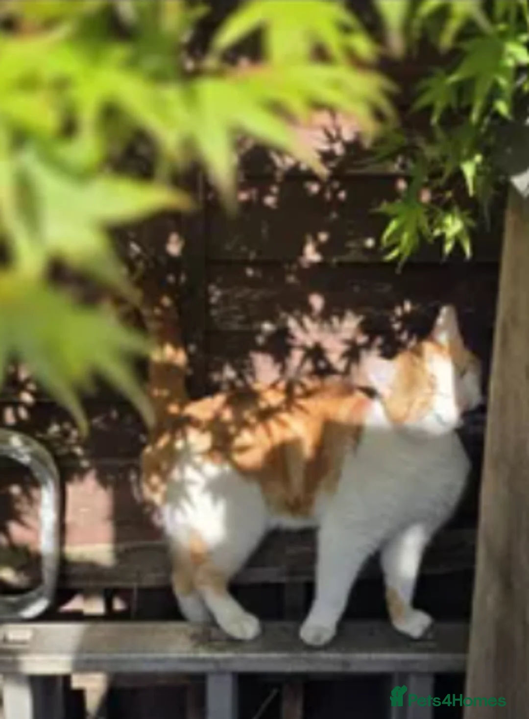Mixed Breed cats for sale: Long hair mix X large ginger tabby - Advert 15