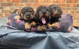 Dachshund dogs for sale: 2 left! standard dachshund puppies ready now! - Image 2