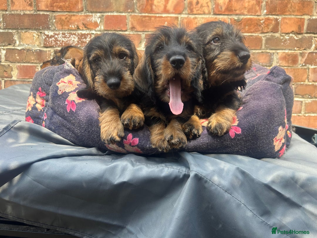 Dachshund dogs for sale: 2 left! standard dachshund puppies ready now! - Image 2