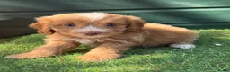 Cockapoo dogs for sale: Stunning Toy Cockapoo pups - Advert 5