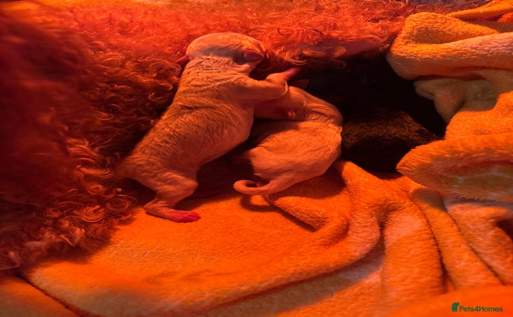 Miniature Poodle dogs - Advert 3