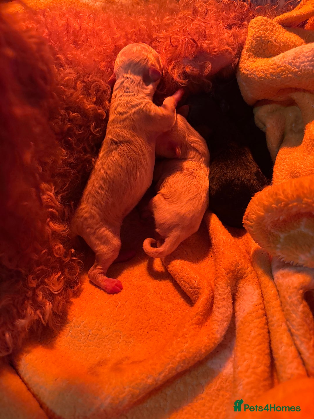 Miniature Poodle dogs for sale: Toy poodle full pedigree for sale - Image 1