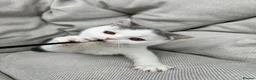 British Shorthair cats for sale: British Shorthair Chunky Kittens🐼🐼🐼 - Advert 9