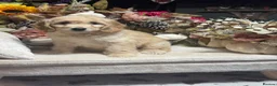 Goldendoodle dogs for sale: 1 gorgeous miniature Goldendoodle poodle  - Advert 11
