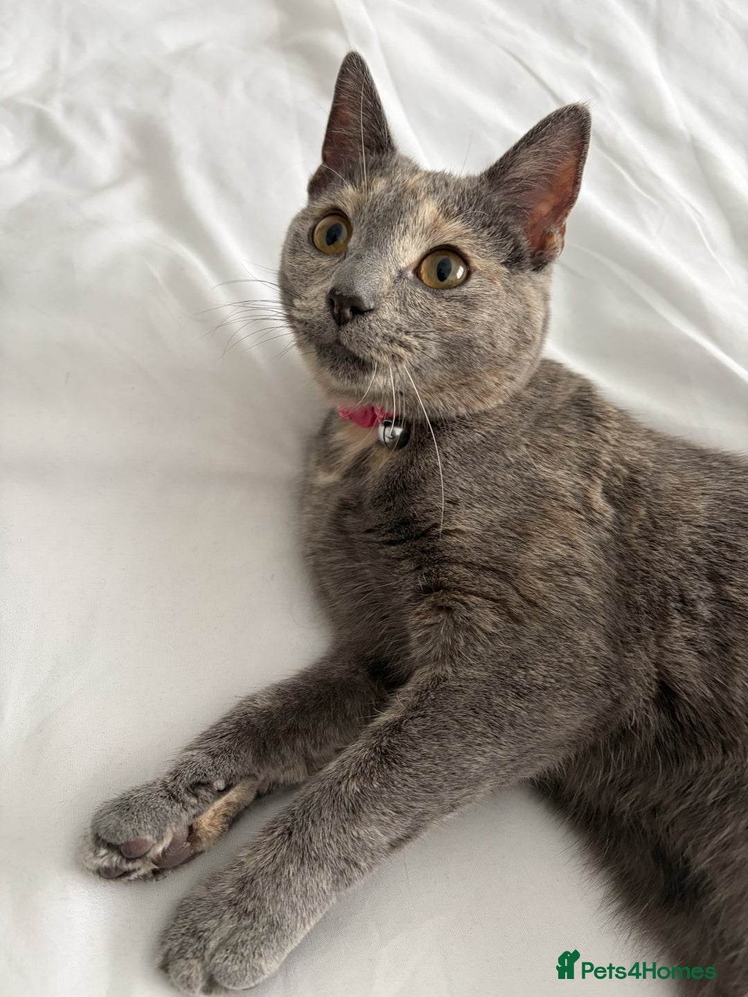 British Shorthair cats for sale: Female British Shorthair  - Advert 3