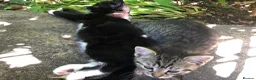Mixed Breed cats for sale: Little darlings looking for loving homes - Advert 9