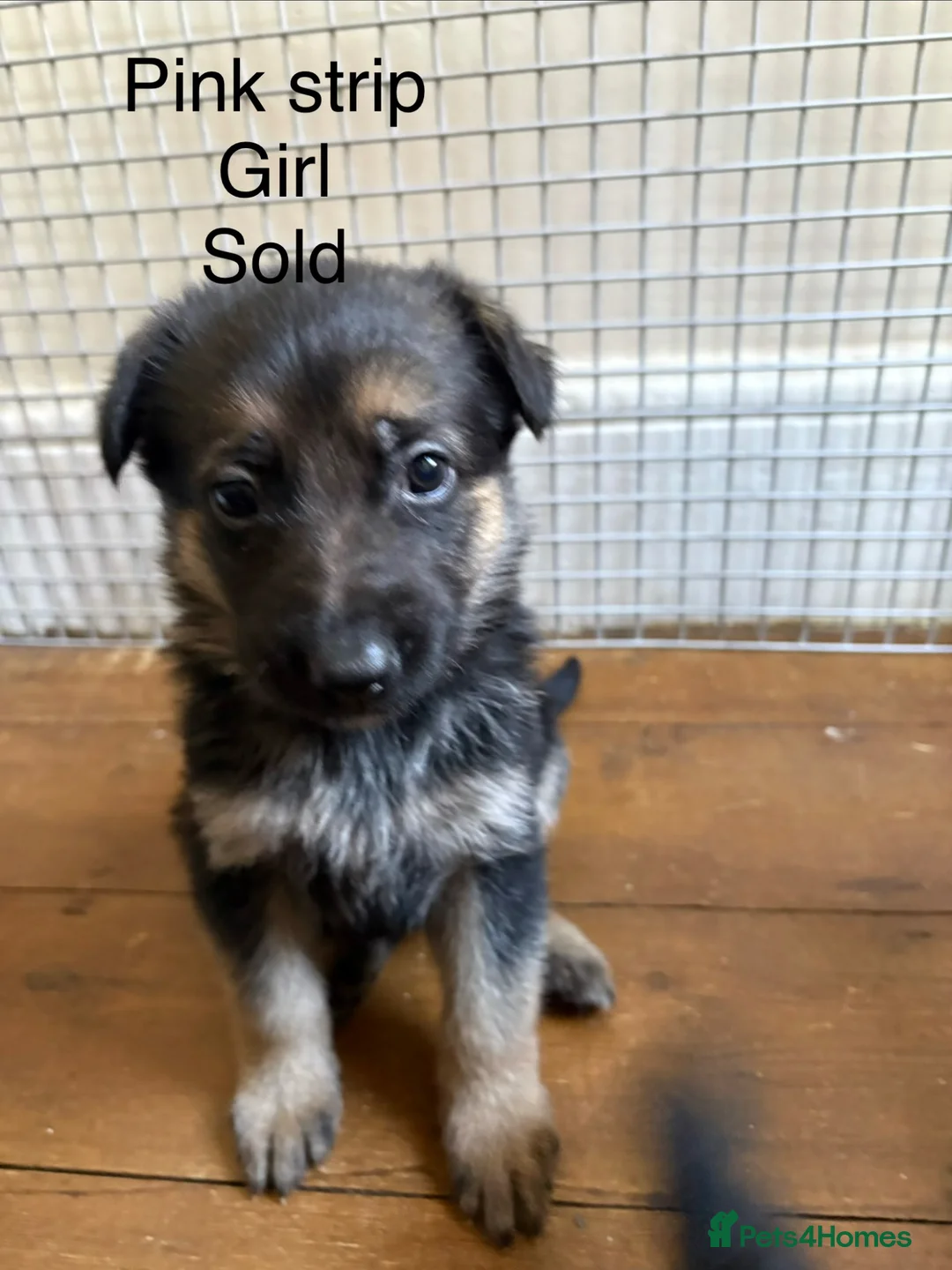 German Shepherd dogs for sale: German shepherd puppies  - Advert 2