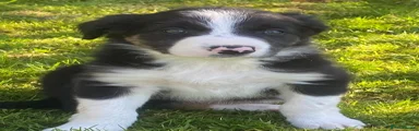 Border Collie Puppy 7