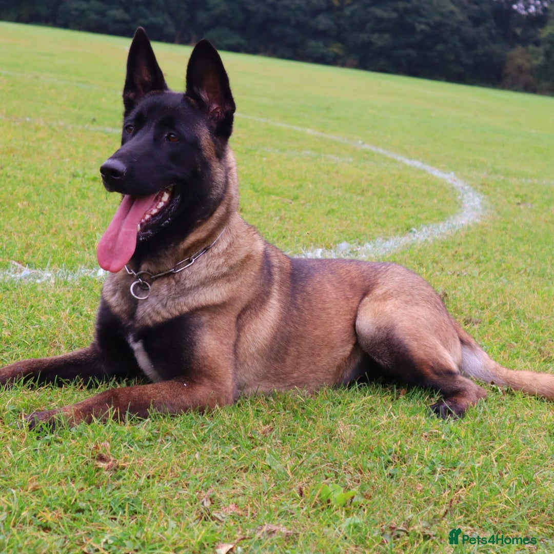 Belgian Shepherd Dog dogs for sale: Female Belgian malinois for sale - Advert 3