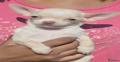 Chihuahua dogs - Advert 2