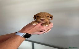 Cocker Spaniel dogs for sale: Working Cocker spaniel puppies  - Image 36