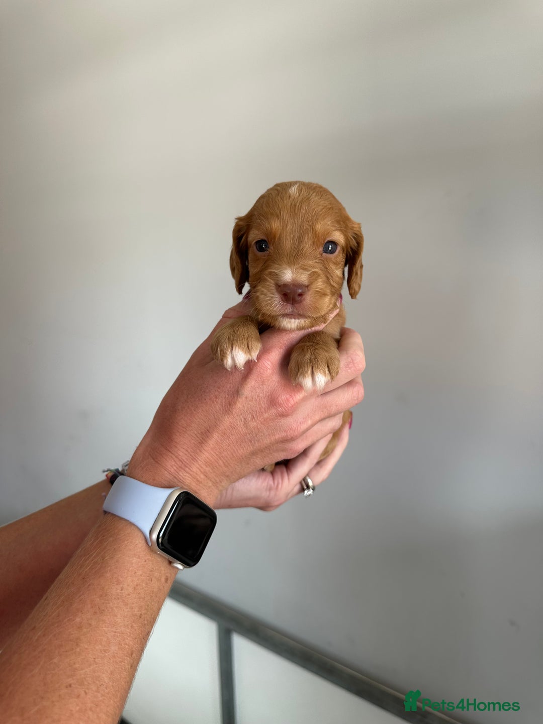 Cocker Spaniel dogs for sale: Working Cocker spaniel puppies  - Image 36