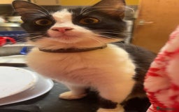 British Longhair cats for sale: Rehoming - Image 1