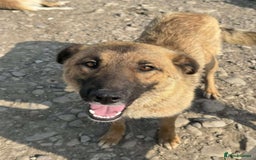 Mixed Breed dogs for adoption: 💝🐾💝🐾GORGEOUS GIRL EPIPHANY-mixed GSD💝🐾 🐾 - Image 4