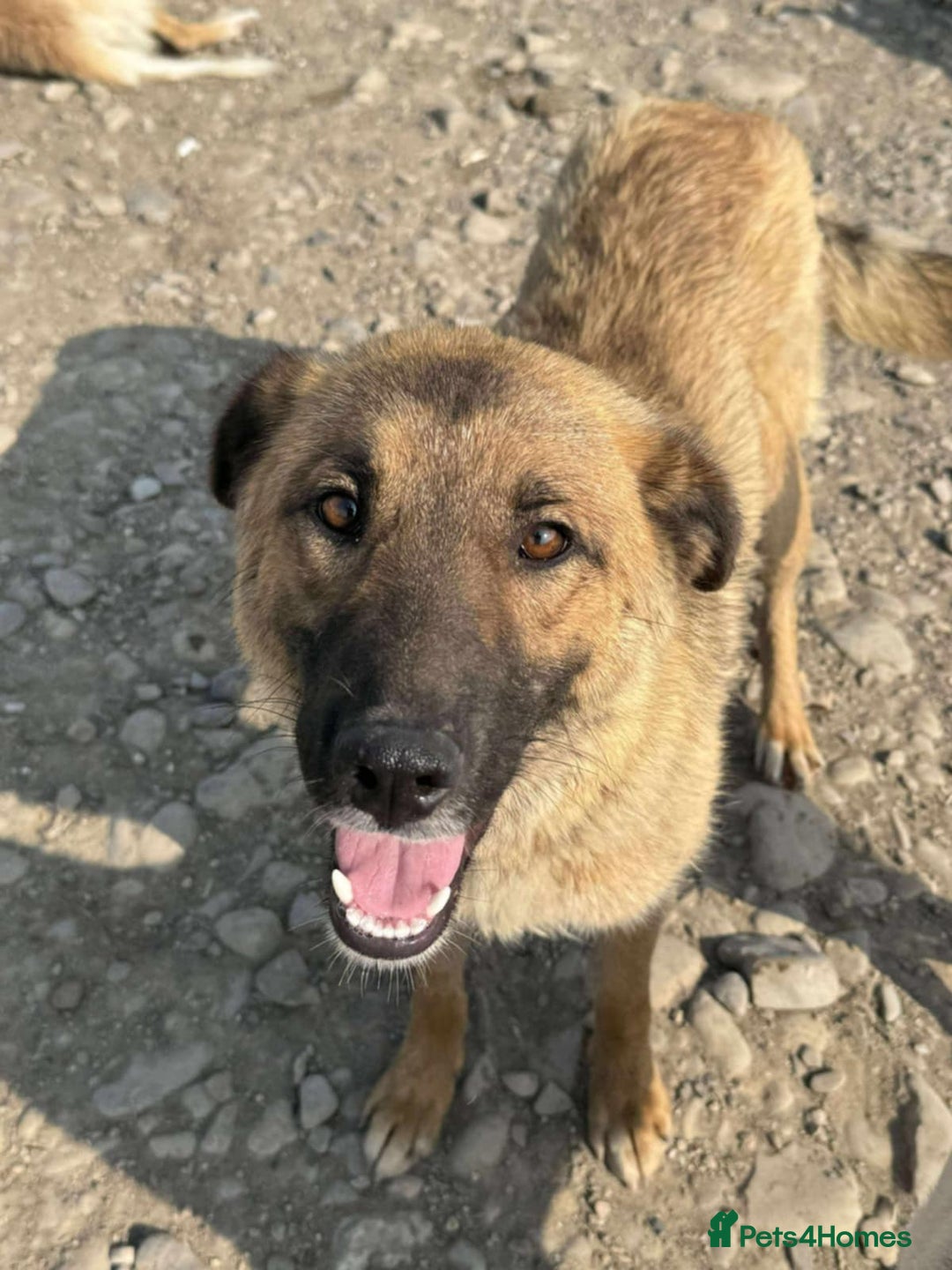 Mixed Breed dogs for adoption: 💝🐾💝🐾GORGEOUS GIRL EPIPHANY-mixed GSD💝🐾 🐾 - Image 4
