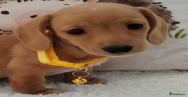 Miniature Dachshund dogs - Advert 7