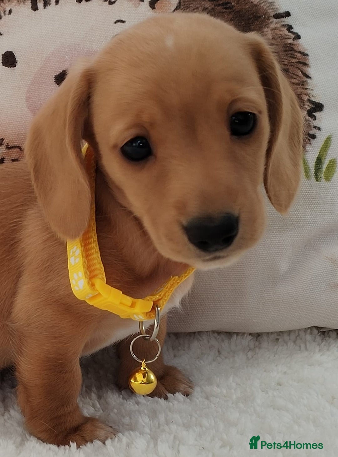 Miniature Dachshund dogs for sale: MINI DACHSHUND CREAM PRA CLEAR - Image 3