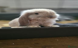 French Lop rabbits for sale: Beautiful French Lop Bunnies - Image 27