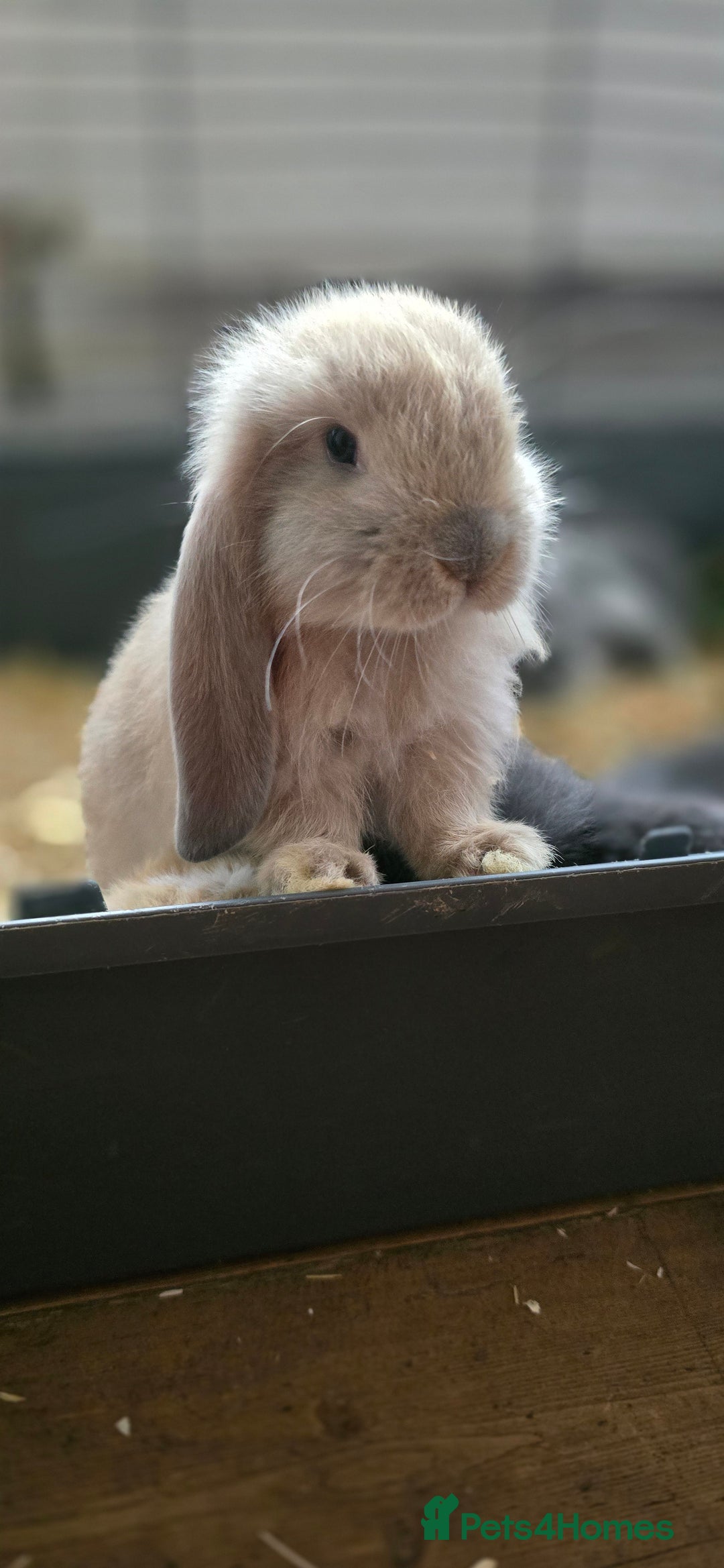 French Lop rabbits for sale: Beautiful French Lop Bunnies - Image 27